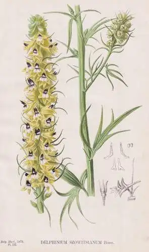 Delphinium Szowitsianum - larkspur Rittersporne / flower Blume Blumen flower / botanical Botanik Botany