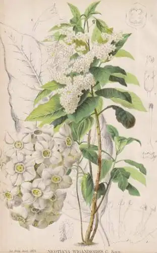 Nicotiana wigandiodes - tobacco Tabak / Blumen flower Blume flowers / botanical Botanik Botany