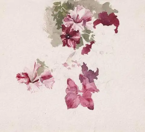 (Petunien Petunia / Blume flower / Botanik botany) - Zeichnung dessin drawing
