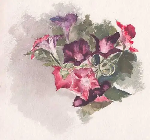 (Petunien Petunia / Blume flowers / Botanik botany) - Zeichnung dessin drawing