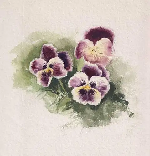 (Veilchen Viola Violet / Blume flower / Botanik botany) - Zeichnung dessin drawing