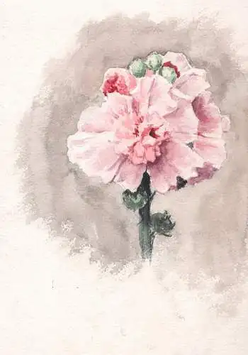 (Stockrose Stockmalve hollyhocks Alcea) - Blume flower / Botanik botany / Zeichnung dessin drawing
