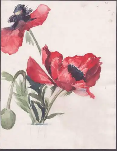 (Zwei Mohnblumen / Two poppies) - poppy poppies Mohn papaver / Blume flowers / Botanik botany / Zeichnung dess