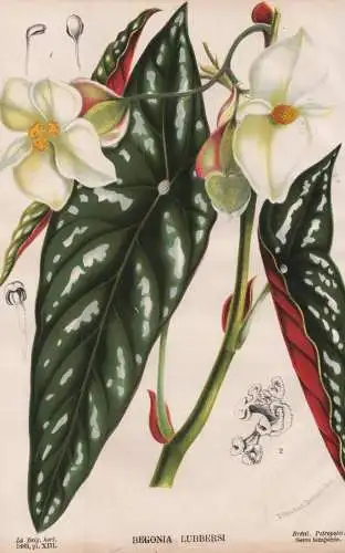 Begonia Lubbersi - Begonien / Brasil Brazil Brasilien / flower Blume Blumen flowers / botanical Botanik Botany
