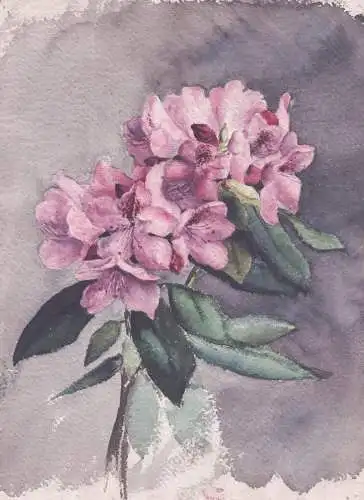 (Azalea Azaleen Rhododendron) - Blume flower / Botanik botany / Zeichnung dessin drawing