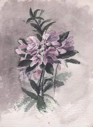 (Azalea Azaleen Rhododendron) - Blume flower / Botanik botany / Zeichnung dessin drawing