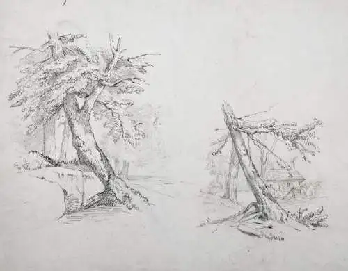 (Naturstudie Bäume trees) - Zeichnung dessin drawing
