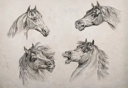 (Pferde Perdeköpfe horses cheval) - Zeichnung dessin drawing