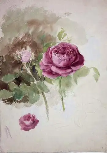 (Rosen rose) - Zeichnung dessin drawing / Botanik botany