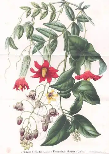 Mulisia-Clematis - Pionandra-fragrans - Clematis Klematis Waldrebe Waldreben / Pflanze Planzen plant plants /