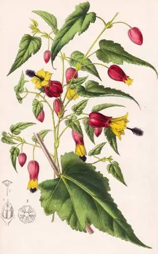 Abutilon vexillarium - Malve mallow / Indien India / Pflanze Planzen plant plants / flower flowers Blume Blume