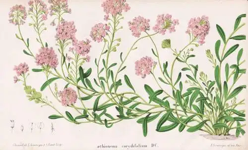 Aethionema corydifolium DC. - Steintäschel Lebanon / Pflanze Planzen plant plants / flower flowers Blume Blum