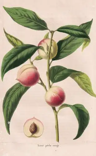 Avant-peche rouge - pêche Pfirsich peach peaches nectarines / Obst fruit / Pomologie pomology / Pflanze Planz