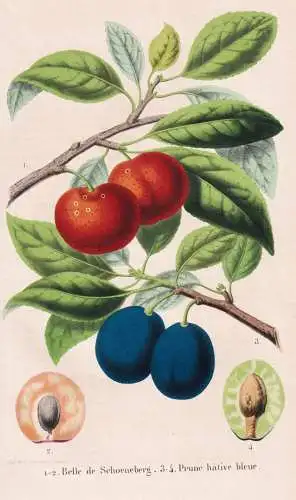 Belle de Schoenberg - Prune hative bleue - Pflaume Zwetschge Mirabelle plum plums/ Obst fruit / Pomologie pomo