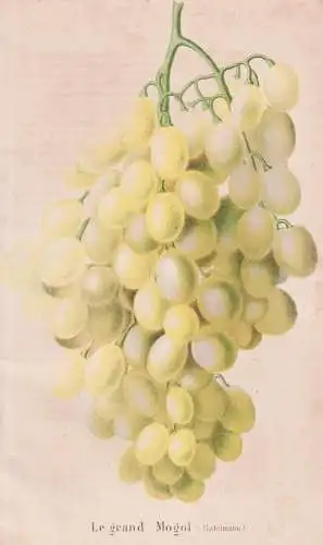 Le grand Mogol - Wein wine grapes Weintrauben Trauben / Obst fruit / Pflanze Planzen plant plants / flower flo