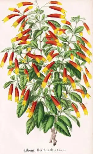 Libonia floribunda - Justicia floribunda Brazilian fuchsia / Brazil Brasil Brasilien / Pflanze Planzen plant p