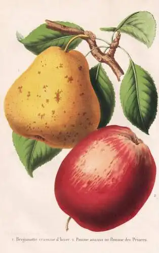 Bergamotte creassane d'hiver - Pomme ananas ou Pomme des Princes - poire pear Birne pear tree Birnenbaum / Apf