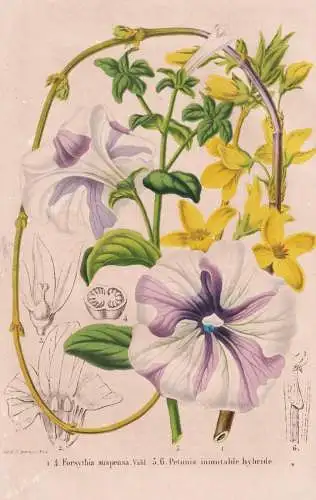 Forsythia suspensa - Petunia inimitable hybride - China / Petunias Petunien / Pflanze Planzen plant plants / f