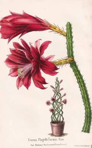 Cereus flagelliformis Haw. - cactus Kakteen Kaktus / Mexiko Mexico / Pflanze Planzen plant plants / flower flo