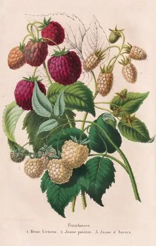 Framboise - Himbeere raspberry Himbeeren / Obst fruit / Pomologie pomology / Pflanze Planzen plant plants / bo