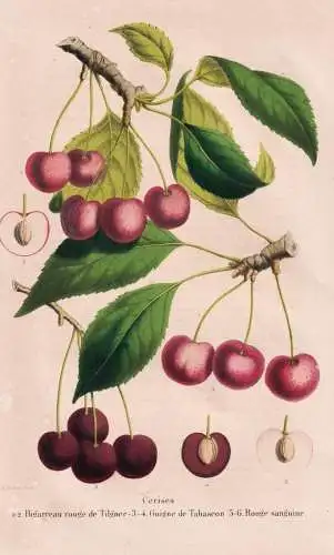Cerises - Kirschen cherry cherries / Obst fruit / Pomologie pomology / Pflanze Planzen plant plants / botanica