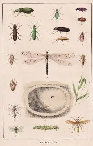 Insectes utiles - Käfer Raupe Mücken Libelle Beetle caterpillar mosquito dragonfly / Insekten Insekt insects