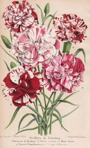 Oeillets de Verviers - Landnelke carnation clove pink / Pflanze Planzen plant plants / flower flowers Blume Bl