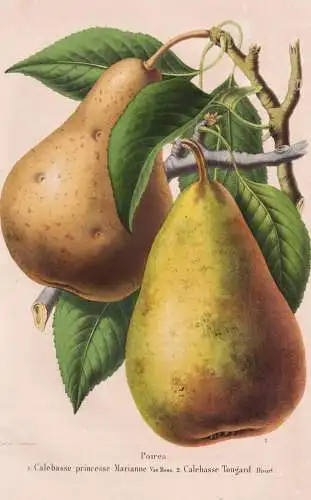 Poires - Calebasse princesse Marianne - Calebasse Tougard - poire pear Birne pear tree Birnenbaum / Obst fruit