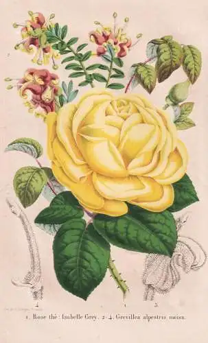 Rose the Isabelle Grey - Grevillea alpestris meisn. - Rosea / Neuseeland New Zealand / Pflanze Planzen plant p