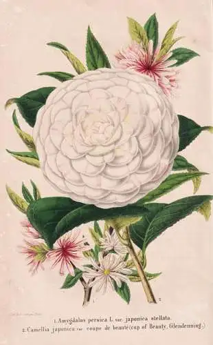 Amygdalus persica L. var. japonica stellata - Camellia japonica var. coupe de beaute - China Japan / Japanisch
