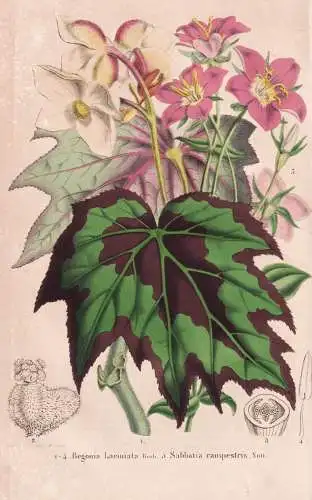 Begonia Laciniata - Sabbatia campestris - Bangladesh Bangladesch / meadow pink Sabatia / North America Nordame