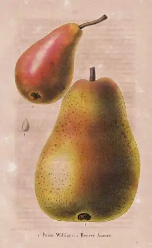 Poire Wiliam - Pourre Aurore - Birne pear Birnbaum Birnen / Obst fruit / Pomologie pomology / Pflanze Planzen