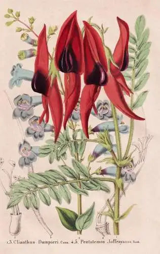 Clianthus Dampieri - Pentstemon Joffrayanus - Australia Australien / Swainsona formosa Wüstenerbse / Bartfade