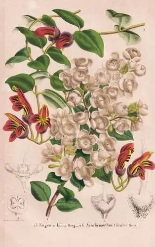 Eugenia luma Berg - Aeschynanthus tricolor - Chile / Lipstick plant Borneo / flower Blume flowers Blumen / Pfl