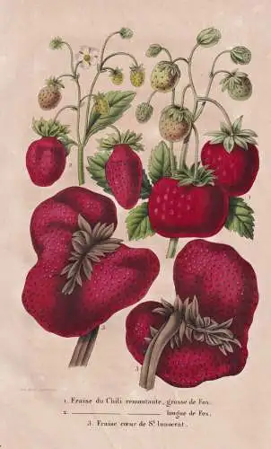 Fraise du Chili... - Erdbeere Erdbeeren strawberry strawberries / Obst fruit / Pomologie pomology / Pflanze Pl
