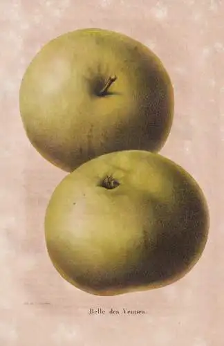 Belle des Vennes - Pomme Apfel apple apples Äpfel / Obst fruit / Pomologie pomology / Pflanze Planzen plant p