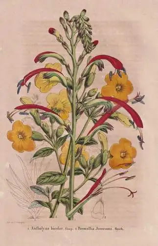 Antholyza bicolor - Browallia Jamesoni - Chasmanthe / Colombia Kobumbien / flower Blume flowers Blumen / Pflan