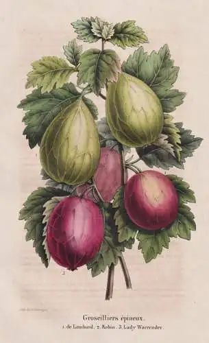 Groseiliers epineux - de Lombard - Robin - Lady Warrender - Stachelbeere gooseberry Beere berry / Obst fruit /