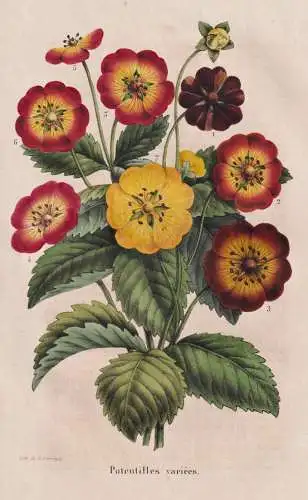 Potentilles variees - Potentilla Fingerkraut cinquefoil / flower Blume flowers Blumen / Pflanze Planzen plant