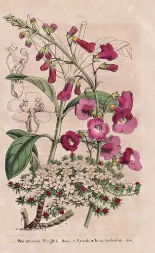 Pentstemon Wrightii - Pyxidanthera barbulata - Texas / New Jersey Virginia South Carolina / flower Blume flowe