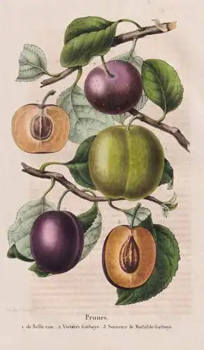 Prunes - de Belle vue - Victoire Gahoye - Souvenir de Mathilda Gathoye - Prunus Pflaume plum Pflaumen plums /