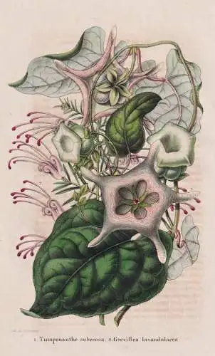 Tumponanthe suberosa - Grevillea lavandulacea - lavender grevillea / Australia Australien / flower Blume flowe