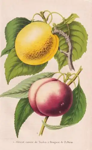 Abricot comice de Toulon - Brugnon de Zelhem - Aprikose Marille apricot / Obst fruit / Pomologie pomology / Pf