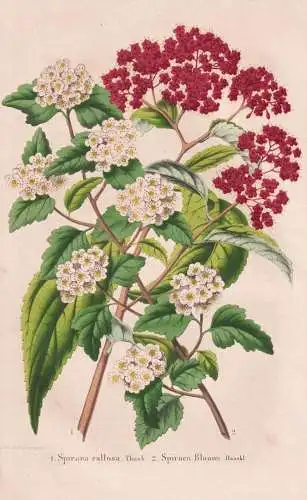 Spiraea callosa - Spirea Blumei - Japan / Spiere spirea meadowsweets steeplebushes / flower Blume flowers Blum