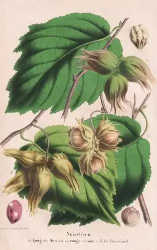 Noisetiers - Long de Dowton - rouge commun - de Burchard - hazelnut Hasel Haselnuss Nuss nut / flower Blume fl