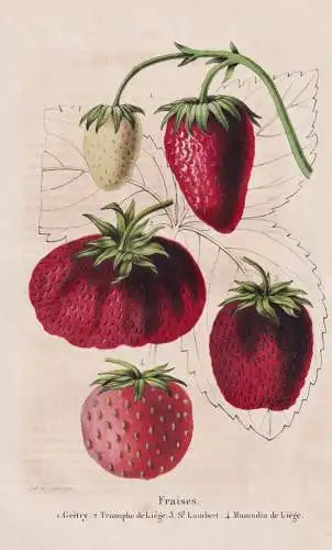 Fraises - Gretry - Triomphe de Liege - St. Lambert - Muscadin de Liege - Erdbeere Erdbeeren strawberry strawbe