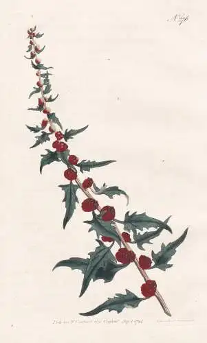 Blitum Virgatum. Strawberry Blite. Tab. 276 - Erdbeerspinat leafy goosefoot Erdbeere / Pflanze plant / flower