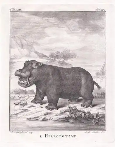 L'Hippopotame. - Hippopotamus Flusspferd hippopotame / Tiere animals animaux