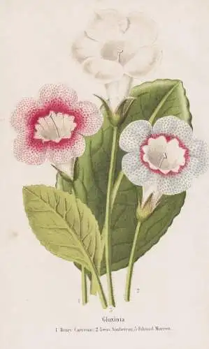 Gloxinia Henry Carcenac... - Gloxinie / flower Blume flowers Blumen / Pflanze Planzen plant plants / botanical