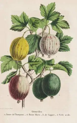 Groseilles - Jaune de Thompson - Reine Marie - de Capper - Verte acide - Gooseberry Stachelbeere Beere berry /
